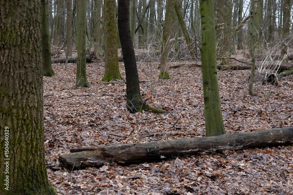 Fototapeta red squirrel playing in the fall forest.
