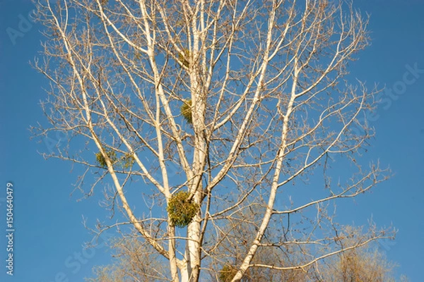 Fototapeta Tree branches with spring buds and mistletoe against the sky
