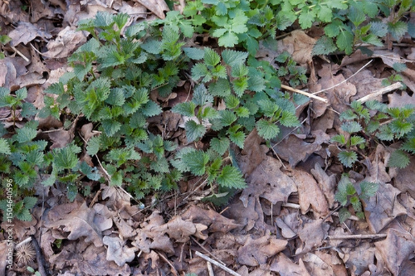 Fototapeta young green nettles poking through between last year's fallen leaves