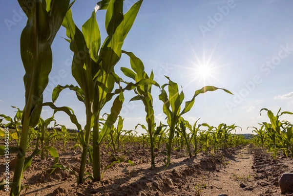 Fototapeta growing crop of corn in early summer on fertile soil in the field , subsistence farming, a field with green corn sprouts against a blue sky