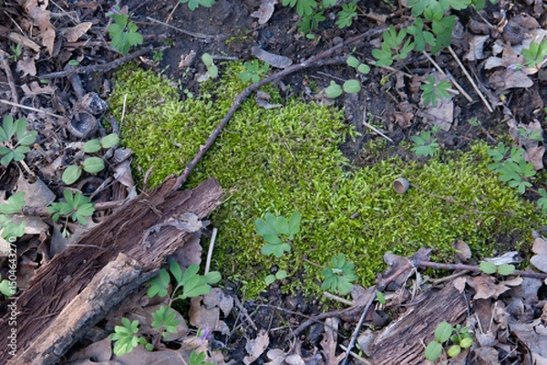 Fototapeta green moss and the first spring grass