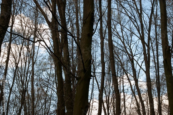 Fototapeta gloomy spring forest under the blue sky with white clouds