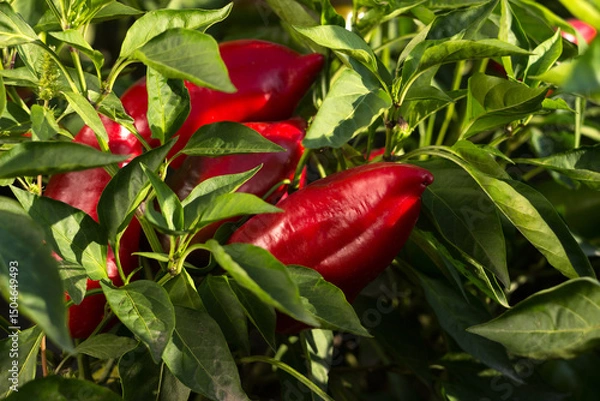 Obraz Ripe red bell peppers growing in the garden. Farming, harvesting