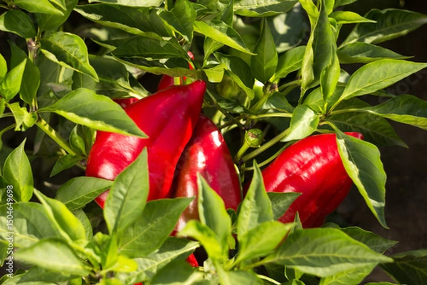 Obraz Ripe red bell peppers growing in the garden. Farming, harvesting