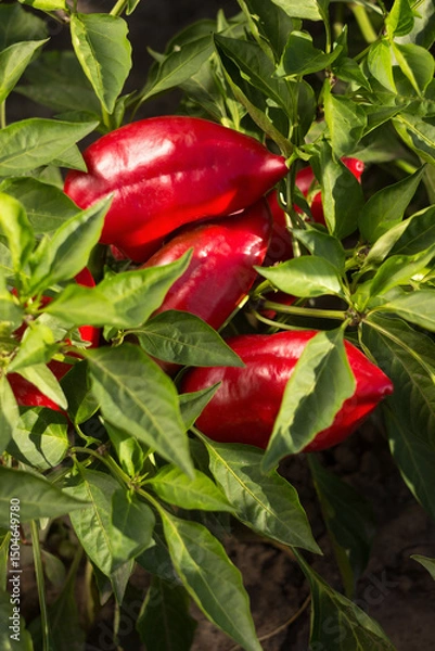 Obraz Ripe red bell peppers growing in the garden. Farming, harvesting