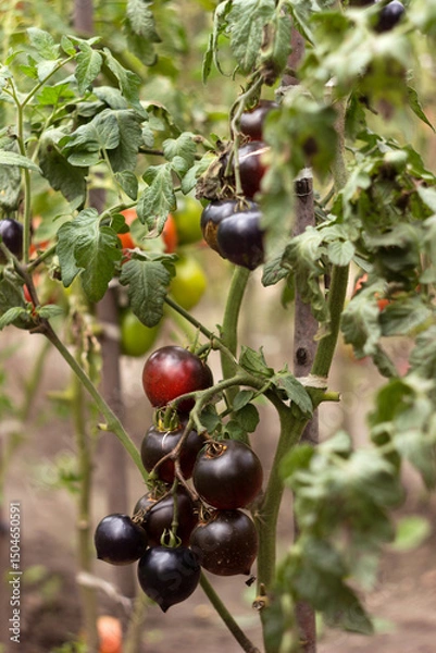 Obraz A ripe black tomato grows on a bush in the garden. Agriculture