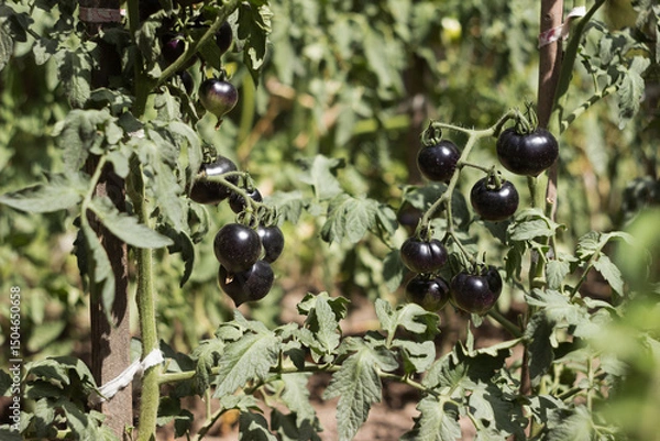 Obraz A ripe black tomato grows on a bush in the garden. Agriculture