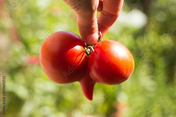 Obraz Aberrant Tomato. Funny deformed ripe tomato in a woman's hand