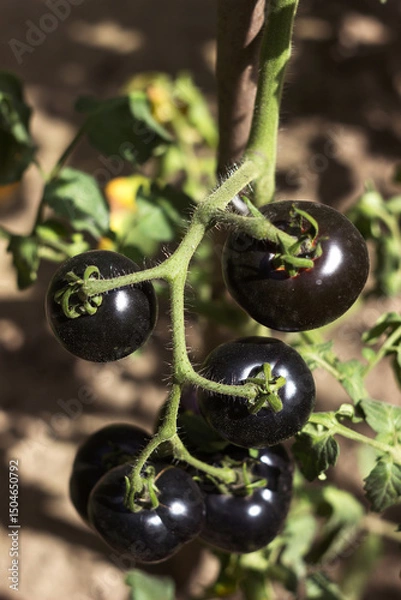 Obraz A ripe black tomato grows on a bush in the garden. Agriculture