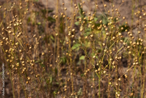 Obraz Ripe flax seeds in boxes, harvesting in the field. Agriculture
