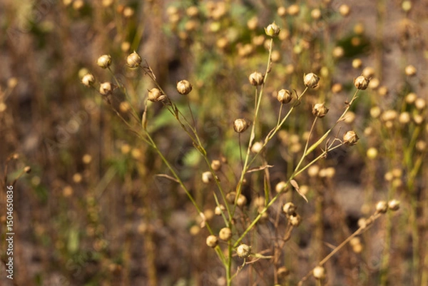 Obraz Ripe flax seeds in boxes, harvesting in the field. Agriculture