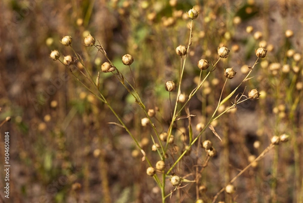Obraz Ripe flax seeds in boxes, harvesting in the field. Agriculture