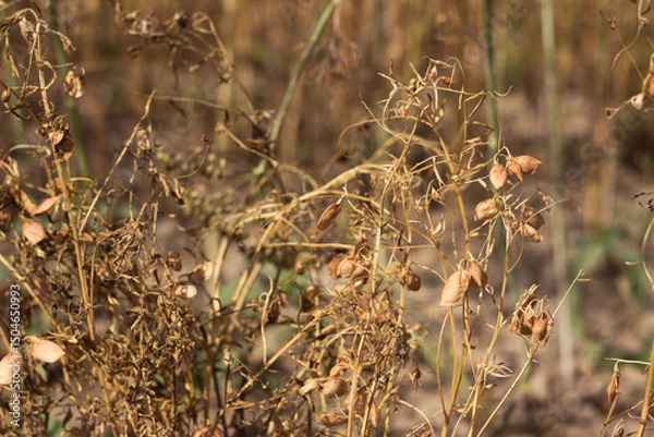 Obraz Ripe lentils in a field, harvesting pulses. Agriculture