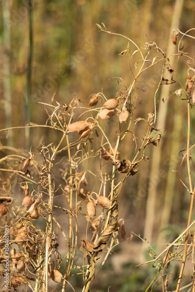 Obraz Ripe lentils in a field, harvesting pulses. Agriculture