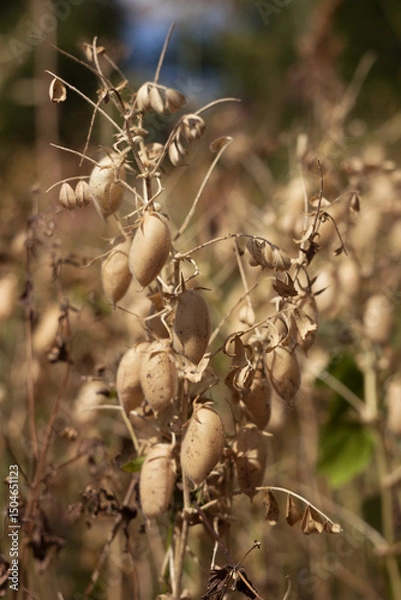 Obraz Ripe brown chickpea pods on a plant, harvesting ripe beans. Background