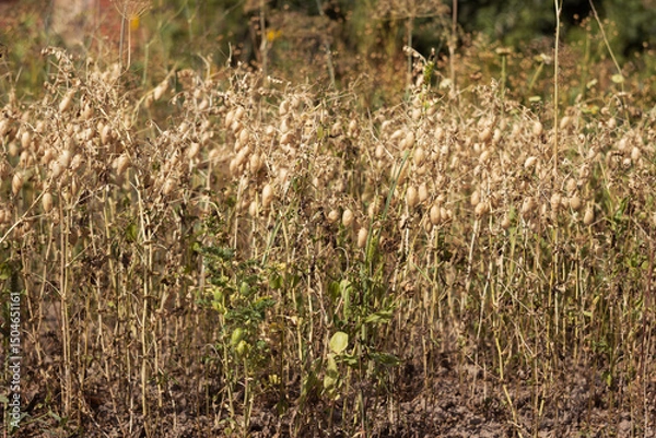 Obraz Ripe brown chickpea pods on a plant, harvesting ripe beans. Background