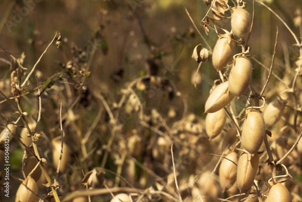 Obraz Ripe brown chickpea pods on a plant, harvesting ripe beans. Background