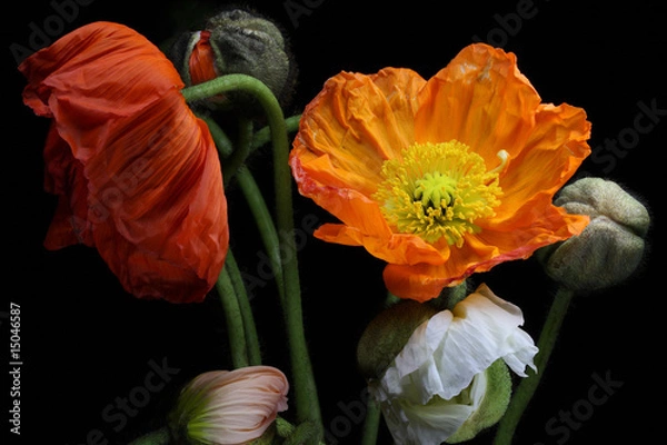 Fototapeta Mohnblüten