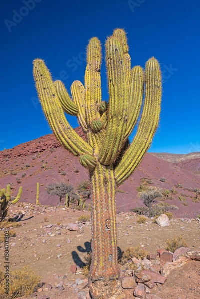 Fototapeta Torch Cactus on an Arid Hillside