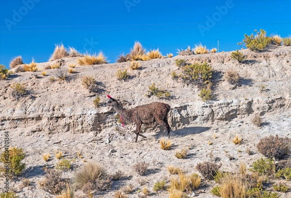 Obraz LLama with Ribbons to Mark Its Herd