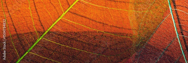 Fototapeta skeleton leaf banner. leaf texture close-up. skeleton leaf closeup