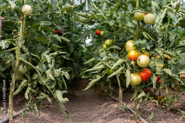 Obraz Wilted tomato bushes in a greenhouse during a summer drought. The new tomatoes on the bush in the greenhouse with warm tone. Concept of the drought. Climate change