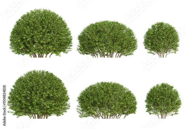Fototapeta Elaeagnus pungens 3d plant in different view on transparent background, png illustration