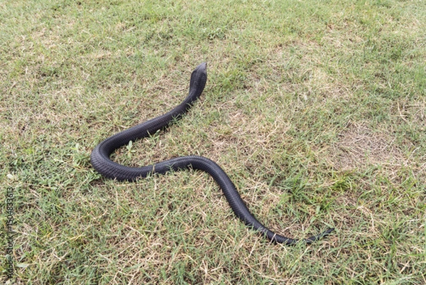 Fototapeta Venomous snake dangerous neurotoxin. Back of Black Brown Banded Cobra - Naja fuxi on the green grass.