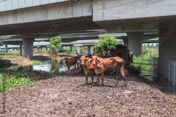 Fototapeta Cows on muddy ground from rain in a roadside pen under rural expressway bridge with natural canal water at Nakhon Chai Si Thailand.