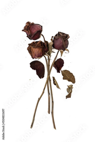Fototapeta Three red rose that has withered and faded to a deep brown over time on white background.