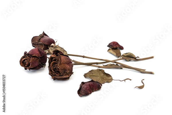 Fototapeta Three red rose that has withered and faded to a deep brown over time on white background.