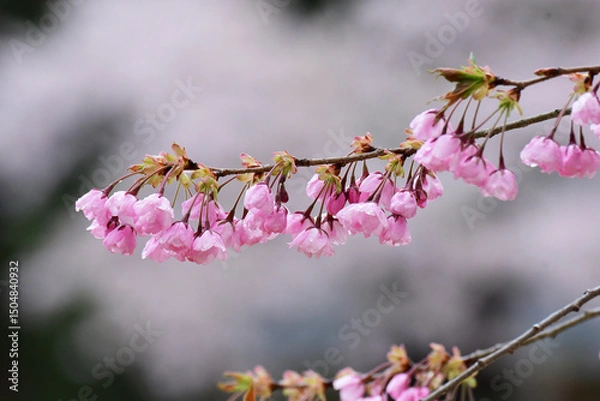 Fototapeta 雨後のピンクの桜