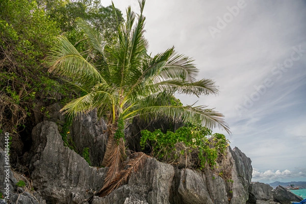 Obraz Palm tree growing from the grey limestone cliffs against the blue sky in Coron, Palawan, Philippines