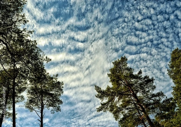 Fototapeta tree sky  nature forest trees