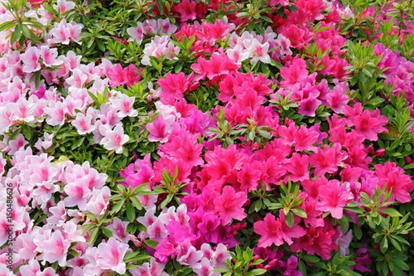 Obraz azalea