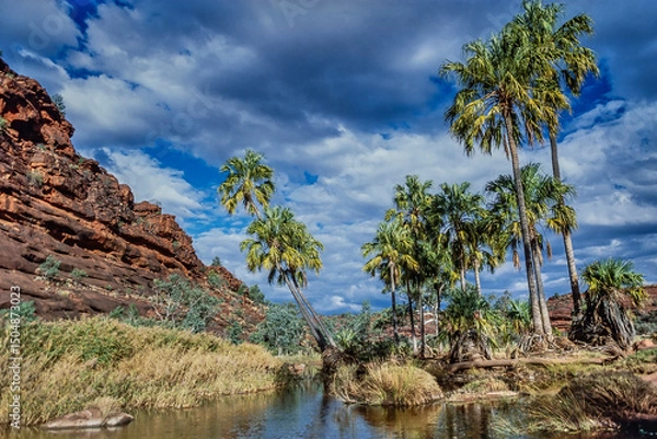 Obraz Cabbage Palms, Palm Valley Central Australia