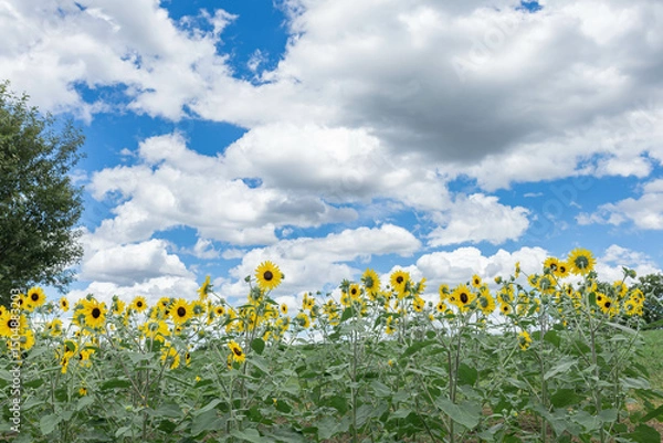 Obraz 馬見丘陵公園のひまわり畑