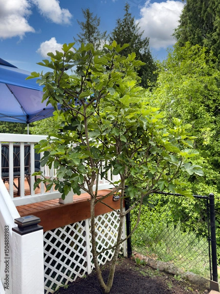 Fototapeta Fig fruit tree in full bloom during late spring season