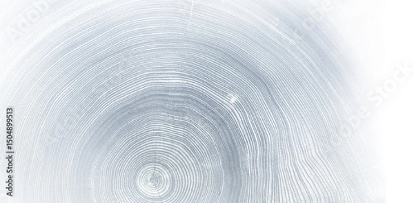 Fototapeta Light gray blue monotone impression of end grain of wood slab. Tree rings art with texture and smooth surface.

