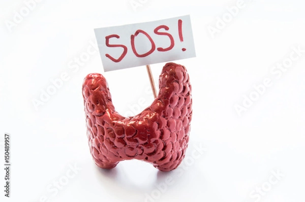 Fototapeta Natural anatomical 3D thyroid model standing with placard with inscription SOS referring to patient or doctor for help. Conceived for all symptoms, syndromes, diseases and pathologies of thyroid gland