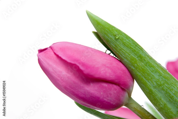 Fototapeta water drop on pink tulip isolated on white