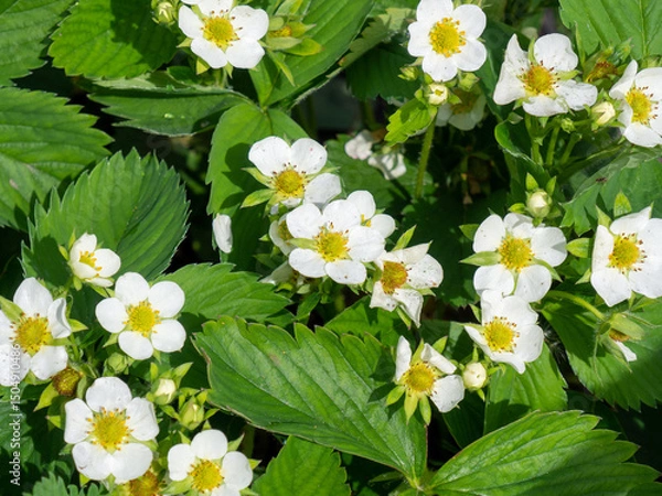Obraz Strawberry plant blooms in garden close up. Strawberry flowers in spring. Expected strawberry harvest and berry prices