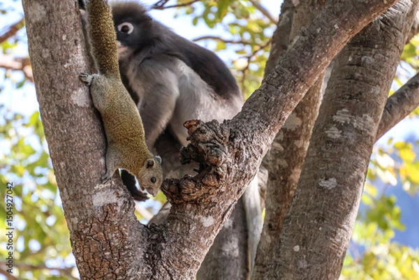 Fototapeta Grey squirrel on the background of Dusky leaf monkey, spectacled langur on a tree in the jungle. Coexistence of animals of different species in nature