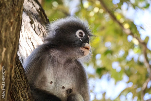 Fototapeta Portrait of dusky leaf monkey, spectacled langur sits on a tree branch in the jungle and looks out for his competitors and enemies