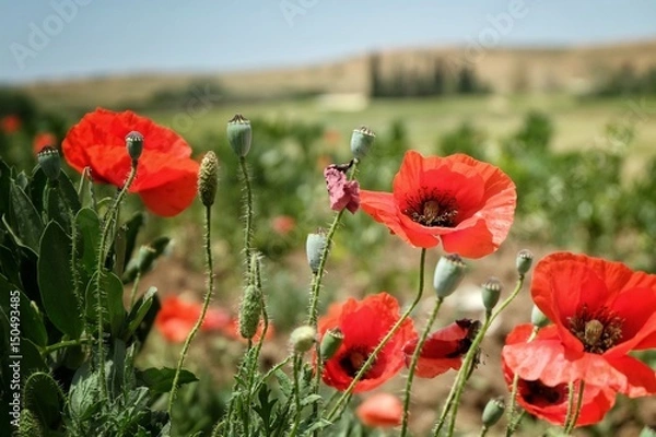 Obraz Champ de Coquelicots
