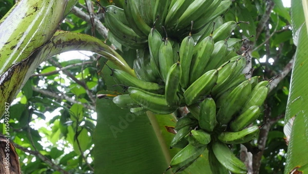 Fototapeta A banana bunch hangs from the stem, showcasing tropical abundance and natural fruit growth process.