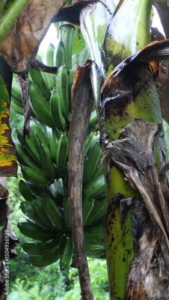 Fototapeta A banana bunch hangs from the stem, showcasing tropical abundance and natural fruit growth process.