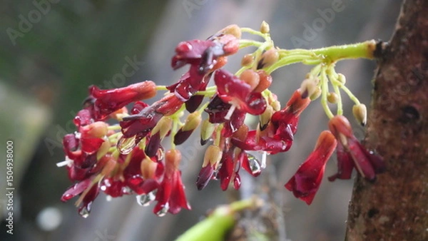 Fototapeta The bilimbi flower is small, star-shaped, and vibrant, blooming directly on its tree trunk.
