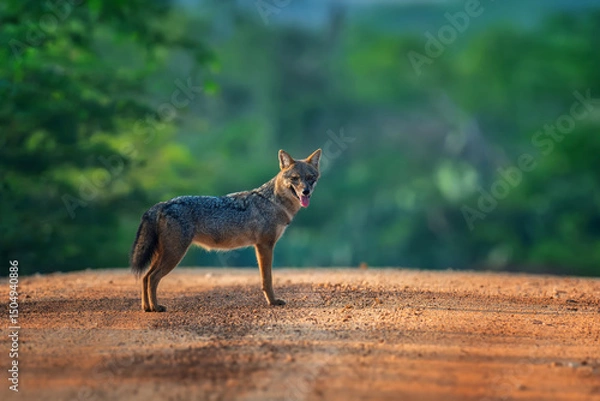 Fototapeta Coyote standing on a dirt road in a lush green forest during the golden hour