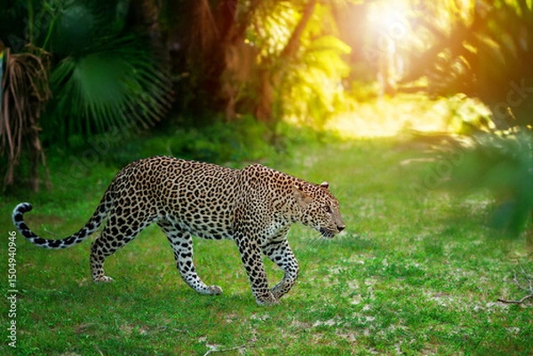 Fototapeta Wild leopard gracefully walks through a lush green forest during sunset hours